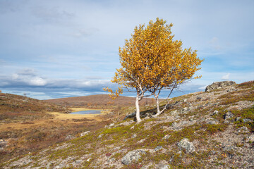 A fell birch in vivid autumn colors. Utsjoki, Finnish Lapland