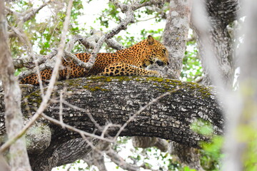 Amazing Wildlife of Sri Lanka