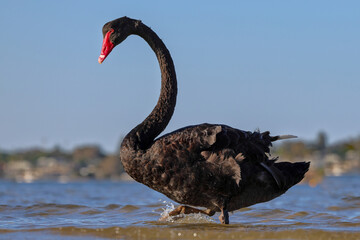 Black Swan on the Swan River, Point Walter, Melville, Perth, Western Australia. Symbol on Western Australian flag, and native, indigenous species