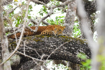 Obraz premium Amazing Wildlife of Sri Lanka