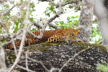 Amazing Wildlife of Sri Lanka