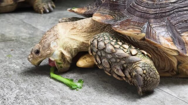 Large brown sea turtle in its natural habitat