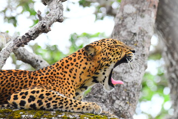 Amazing Wild Life of Sri Lanka