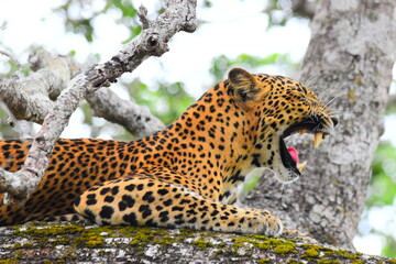 Amazing Wild Life of Sri Lanka