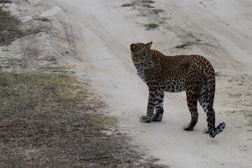 Amazing Wild Life of Sri Lanka