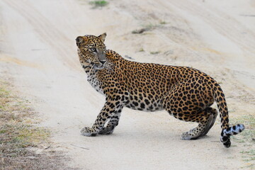 Amazing Wild Life of Sri Lanka