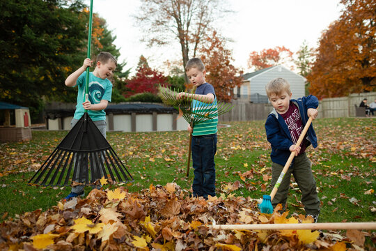 Three School Age Brothers Raking Leaves in Backyard During Fall Season