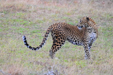 Amazing Wild Life of Sri Lanka