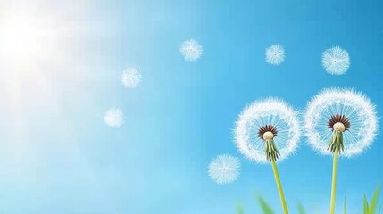 Obraz premium Dandelion Seeds Floating on Sunny Blue Sky