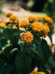 Lantana flower