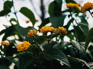 Lantana flower