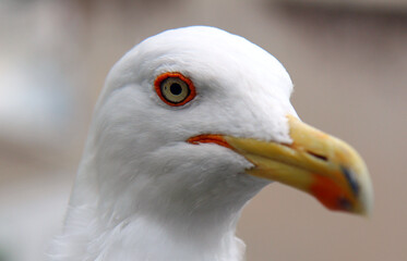 Gros plan de Goélandavec son oeil cerclé de orange et son gros bec jaune