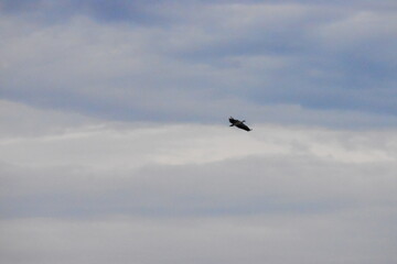 Amazing Wild Life of Sri Lanka