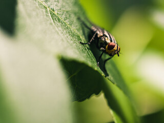 Fly on a leaf
