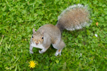 Squirrel in the grass looking up at photographer