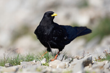 Yellow-billed alpine chough (Chocard à bec jaune) in the Tête du colonney area