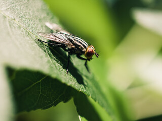 Fly on a leaf
