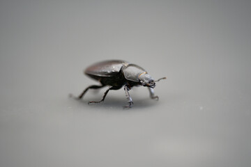 Black beetle (coleoptère), close up shot