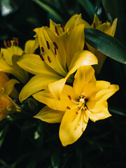 Yellow lily flower