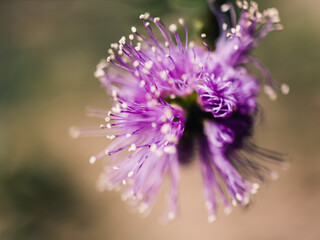 Close up of a pink flower