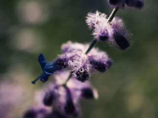 Close up of a flower