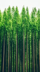 Fototapeta premium A dense forest of tall, green trees, creating a serene and natural atmosphere, ideal for relaxation and reflection.