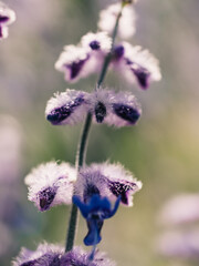 Close up of a flower