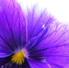 日本で冬にビオラが紫色の花を咲かせています