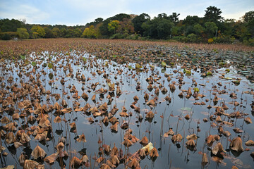水面にハスの枯葉と枯れ茎が目立つ蓮池の風