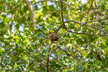 Common Waxbill (Estrilda astrild) Wellenastrild finch sitting on a Branch on a sunny day