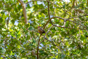Common Waxbill (Estrilda astrild) Wellenastrild finch sitting on a Branch on a sunny day