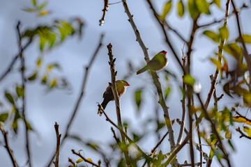 Common Waxbill (Estrilda astrild) Wellenastrild finch sitting on a Branch on a sunny day