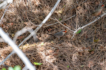 Common Waxbill (Estrilda astrild) Wellenastrild finch sitting on a Branch on a sunny day