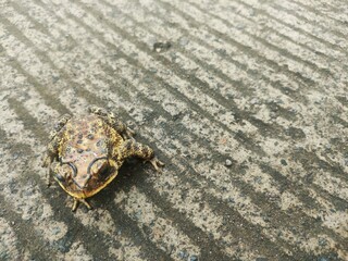 adult frog with striped pattern and yellow brown color pattern 