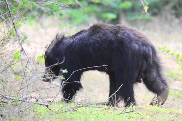 Amazing Wild Life of Sri Lanka