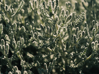 Plant foliage