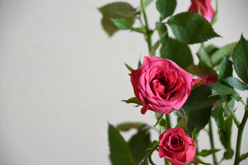 ピンクのスプレーばら