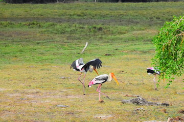 Amazing Wild Life of Sri Lanka