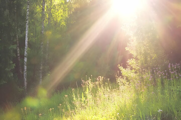 Sunlit Forest Background Illustration