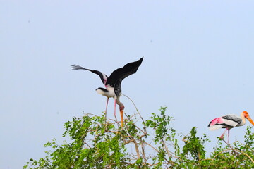 Amazing Wild Life of Sri Lanka