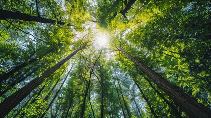 Obraz premium Looking Up at Forest Tree Trunks Green Trees Growing Towards Sky Nature