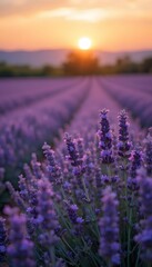 Fototapeta premium lavender field at sunset