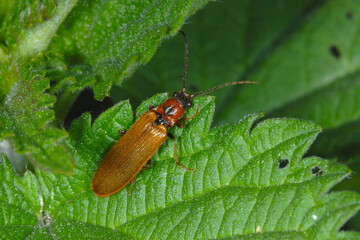 Schnellkäfer, Zahnhalsiger,  Denticollis linearis