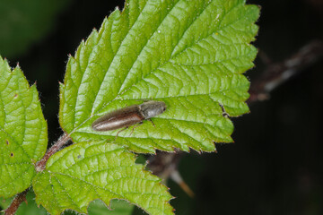 Schnellkäfer,  Elateroidea sp.  (Athous sp.)