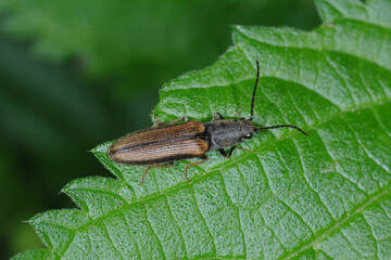 Schnellkäfer,  Elateroidea sp.  (Athous sp.)
