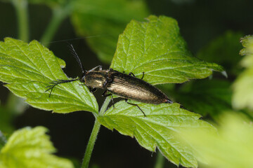 Schnellkäfer, Metallfarbene Rindenschnellkäfer, Ctenicera pectinicornis