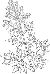Wormwood  Plant Outline Illustration