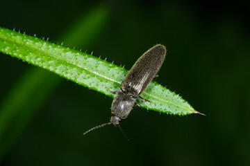 SSchnellkäfer,  Elateroidea sp.  (Agriotes gallicus)