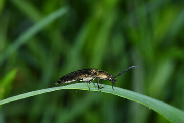 Schnellkäfer, Metallfarbene Rindenschnellkäfer, Ctenicera pectinicornis