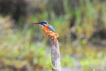 Amazing Wild Life of Sri Lanka